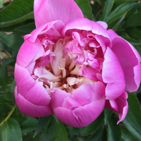 Meet your Posher, Robin - Picture 2 of 5